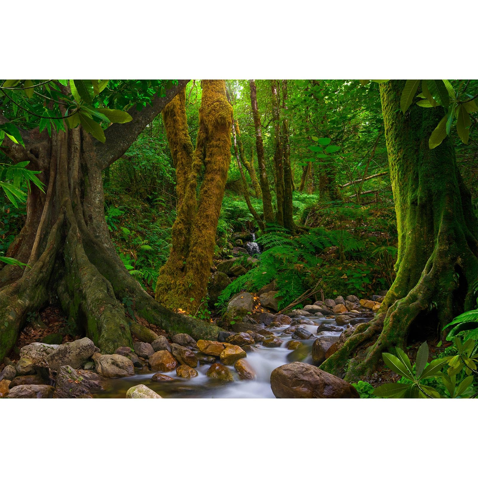 Forest Aquarium Background Jungle Rainforest Stream Fish Tank Background Lush Green Trees with Moss Terrarium Background Forest Stream Rock Theme Reptile Habitat Background Poster Vinyl 48x18in