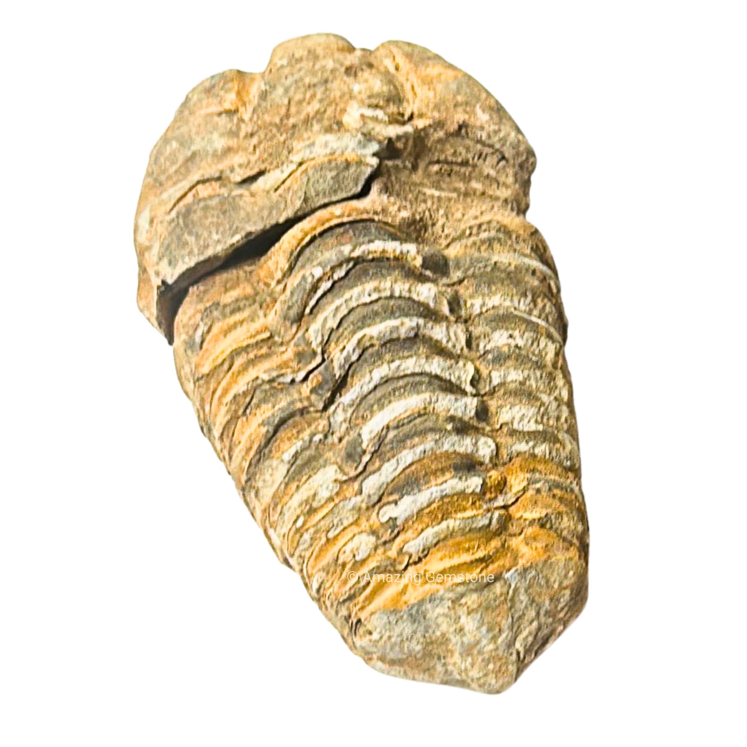 Trilobite Fossil - 2