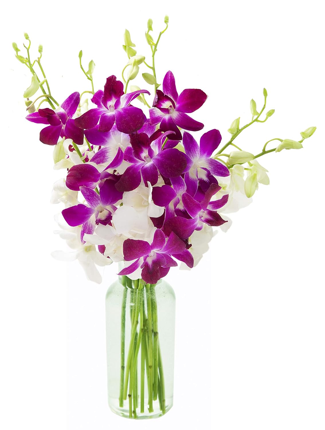Kabloom PRIME OVERNIGHT DELIVERY - Exotic Opal Orchid Bouquet of Purple and White Orchids from Thailand with Vase