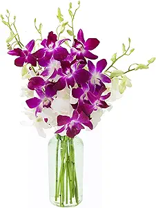 Exotic Opal Orchid Bouquet in Glass Vase