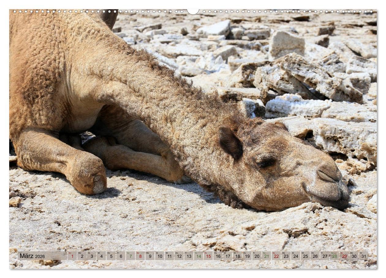 Kamele - Die freundlichen Gepäckträger (hochwertiger Premium Wandkalender 2026 DIN A2 quer), Kunstdruck in Hochglanz: Ein entbehrungsreiches Leben in Wüsten (CALVENDO Tiere)