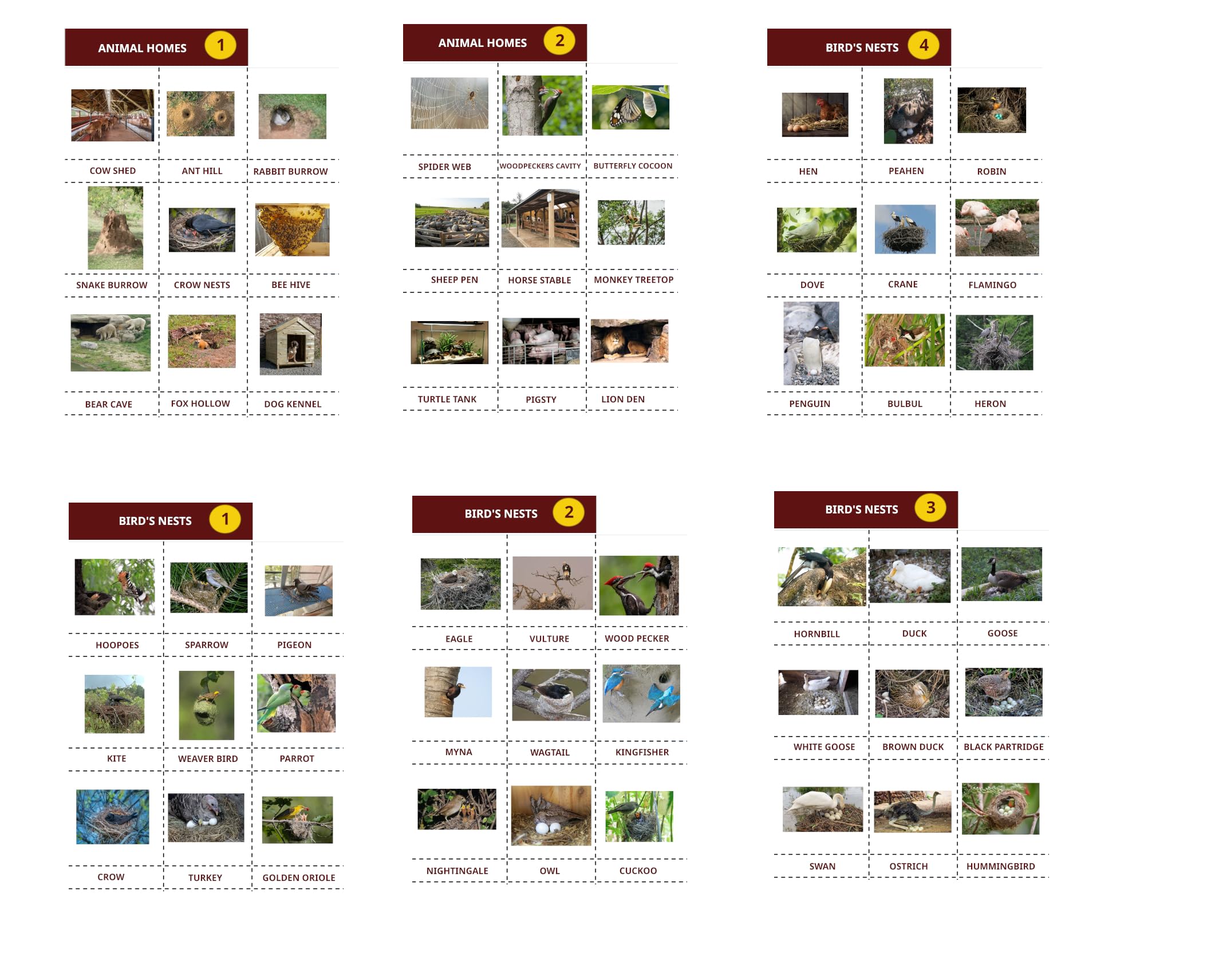 Educational Charts A4 Cut and Paste Animals homes and birds nests, Set of 6 Sheets, Labelled in English-picture-34
