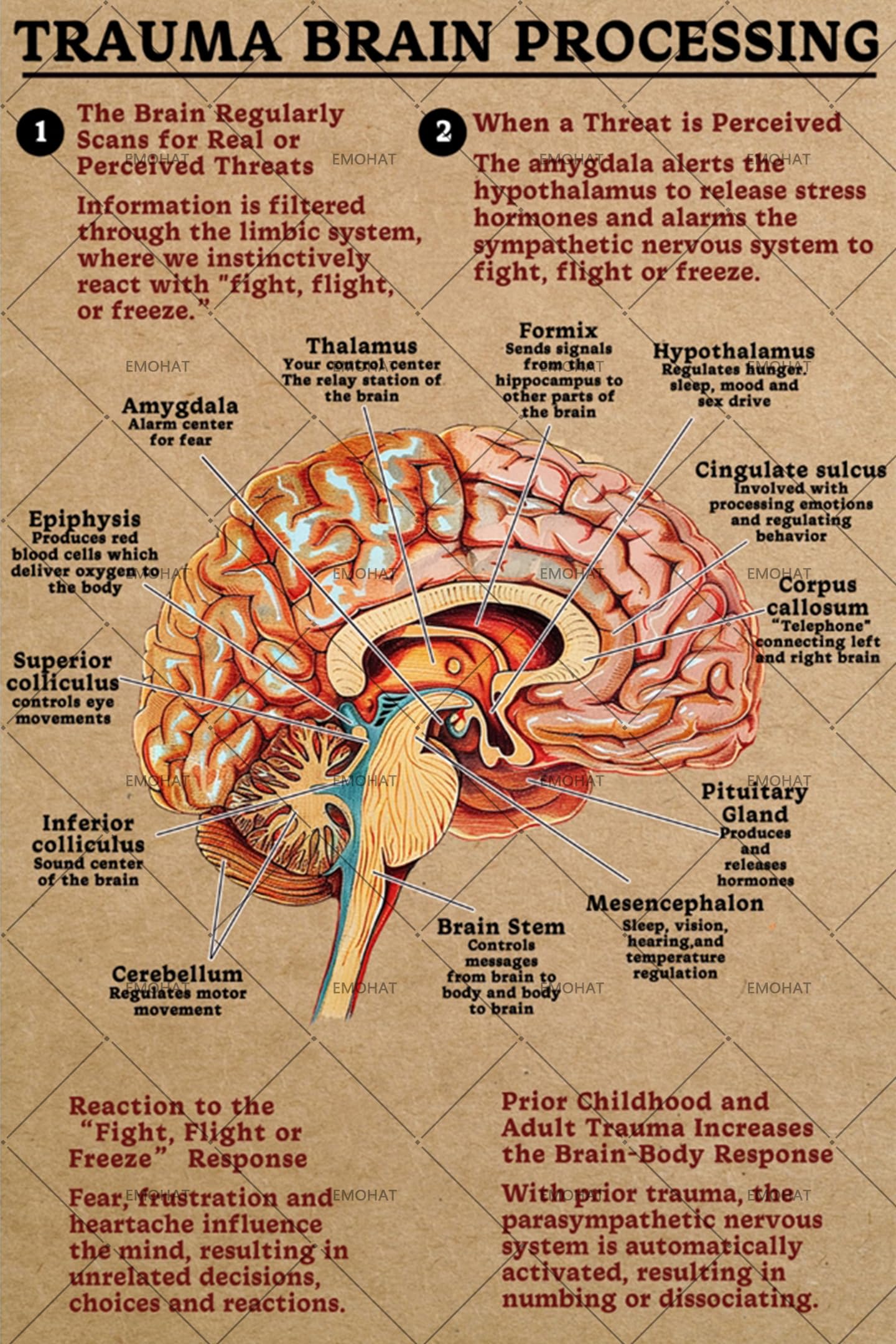 EMOHAT 16x12" Trauma Brain Processing Metal Tin Sign - Educational Psychology Wall Decor for Therapy Offices