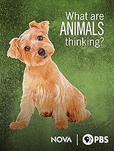 What Are Animals Thinking?