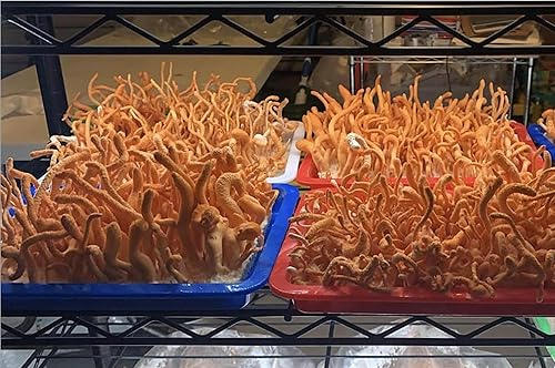 Miniatura 4 de Cordyceps (Cordyceps militaris) Cultivo Líquido 0.7 fl oz  Micología Spawn