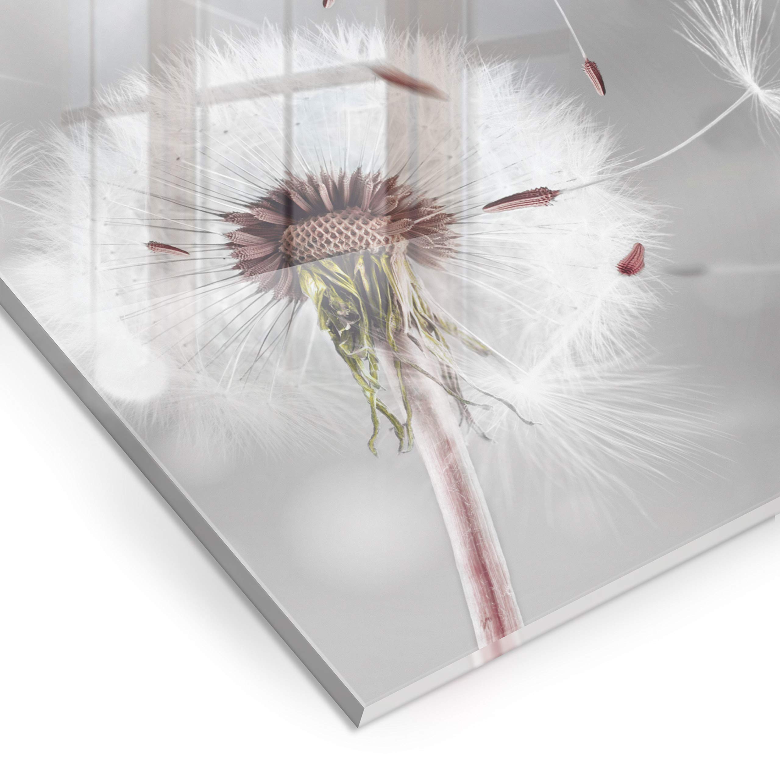 Murando Spritzschutz Glas 60x60 Cm Für Die Küche - Motiv Blumen Pusteblume, Abwaschbar & Als Memoboard Nutzbar