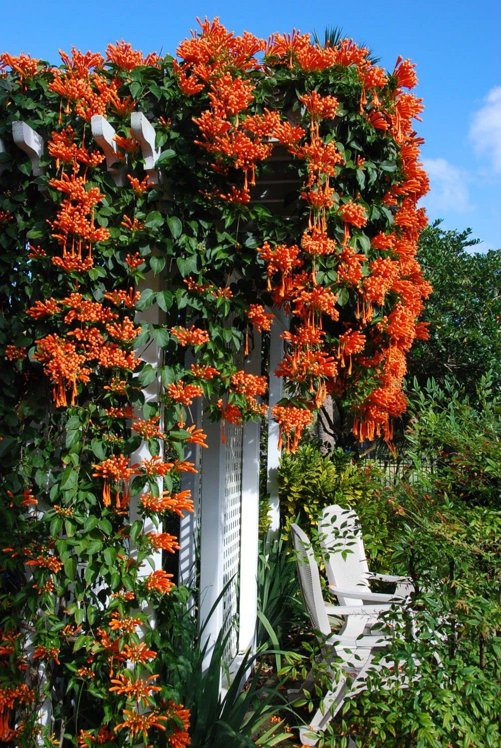 Oxygreenplant Orange Begonia Vanusta,Flame vine, Flaming trumpet,Golden shower trumpet,Tanga pu, Jwala theega Healthy Live Plant Actual Plant Height,5 ft to 1.5ft (B0BNB59MQY) Amazon Price History, Amazon Price Tracker