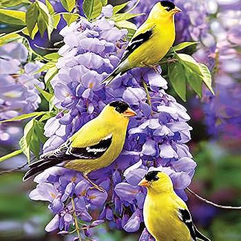 苗ページです！ Amazon.co.jp: QAUZUY GARDEN 10 日本の藤 フロリバンダ種