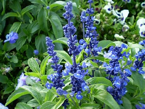 Miniatura 6 de Blue Bedder Sage 500 Semillas (Salvia farinacea) sin OMG, reliquia