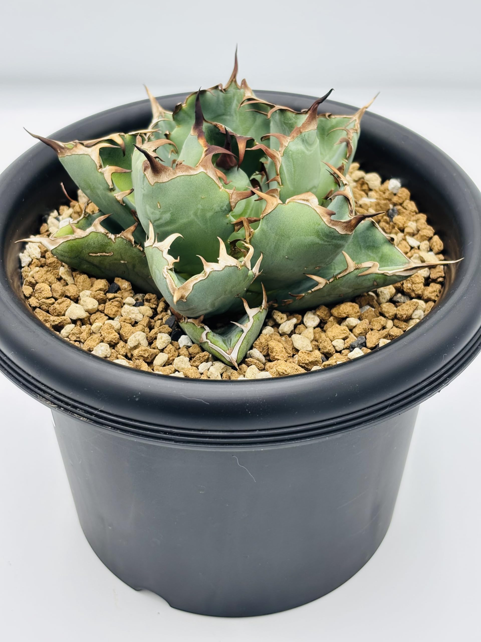 コレクション美株 アガベ チタノタ 黒鯨 lize血統 Amazon｜アガベ チタノタ 黒鯨(コクゲイ)/Agave titanota 'Black Whale