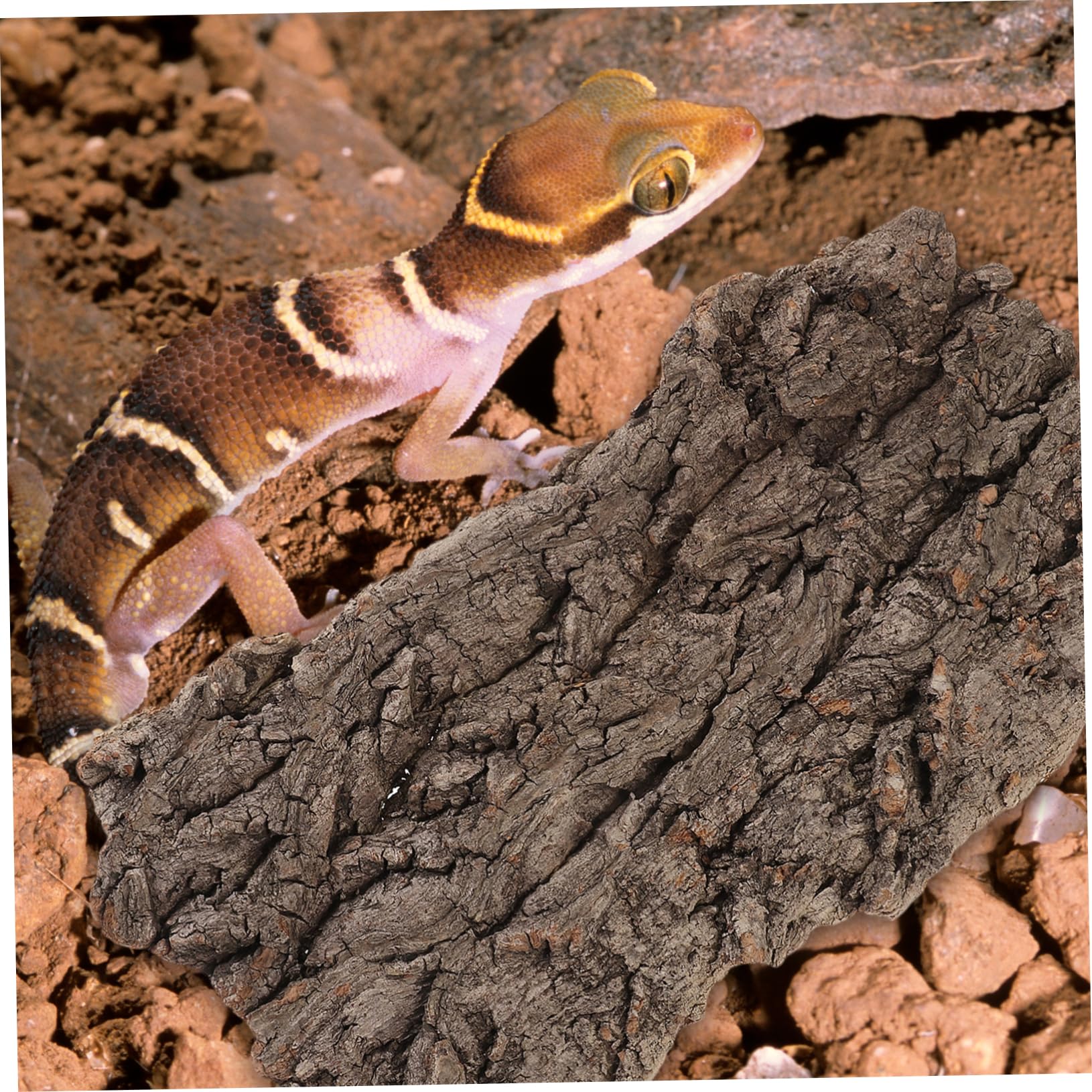 WOONEKY 4piezas De para Reptiles Refugio Natural De para Terrario Decoración De Hábitat De para y Arañas