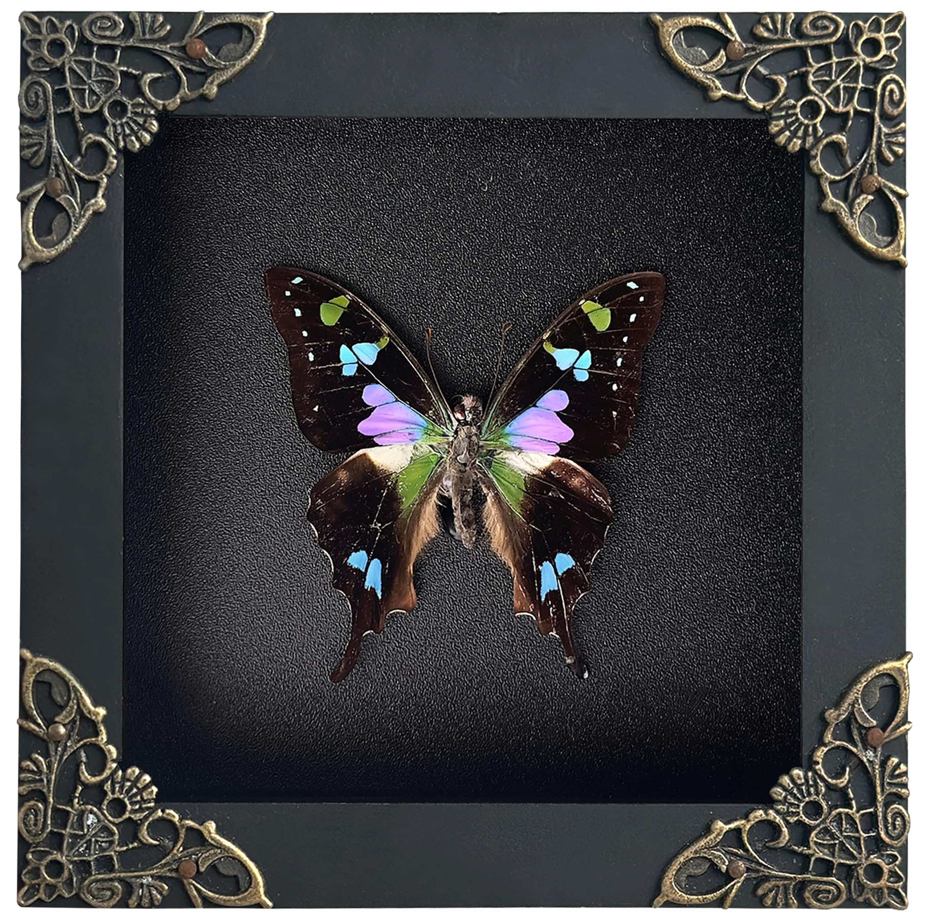 Real Graphium weiskei Framed Butterfly Blue & Green Wings Taxidermy Display Preserved Insect Unique Gifts Entomology Specimen Oddities Collection Vibrant Wall Art Home Decor Room K12-120-DE