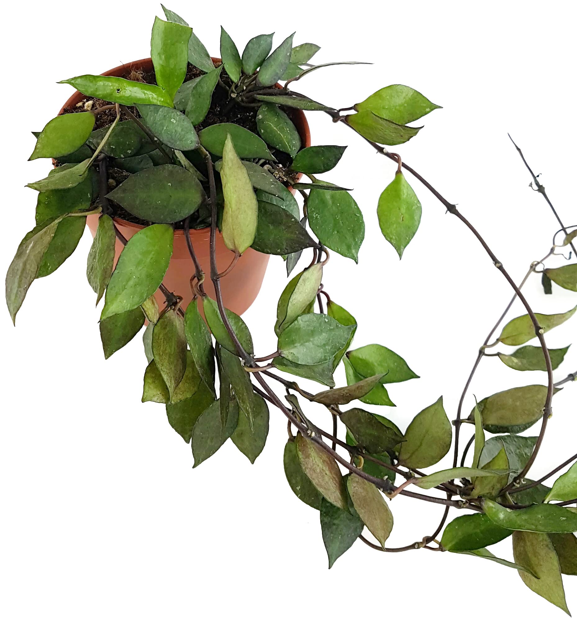 Hoya krohniana Black Leaves - Porzellanblume mit dunklen Blättern - blühfreudige Wachblume - seltene Zimmerpflanze