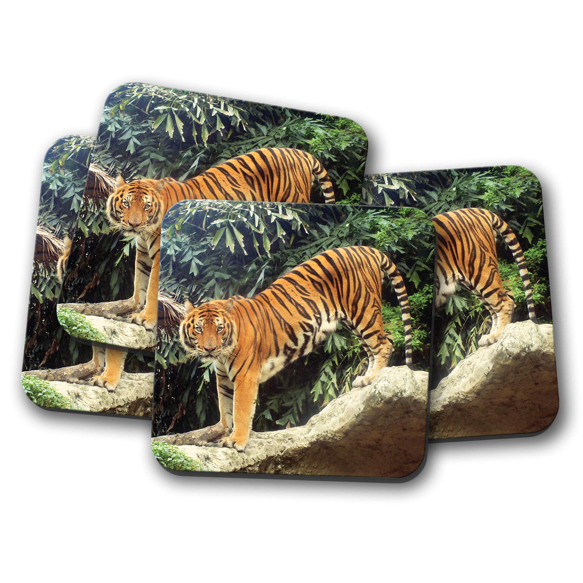 4 Set - Beautiful Tiger Coaster - Siberian Jungle Lion Big Cat #8574