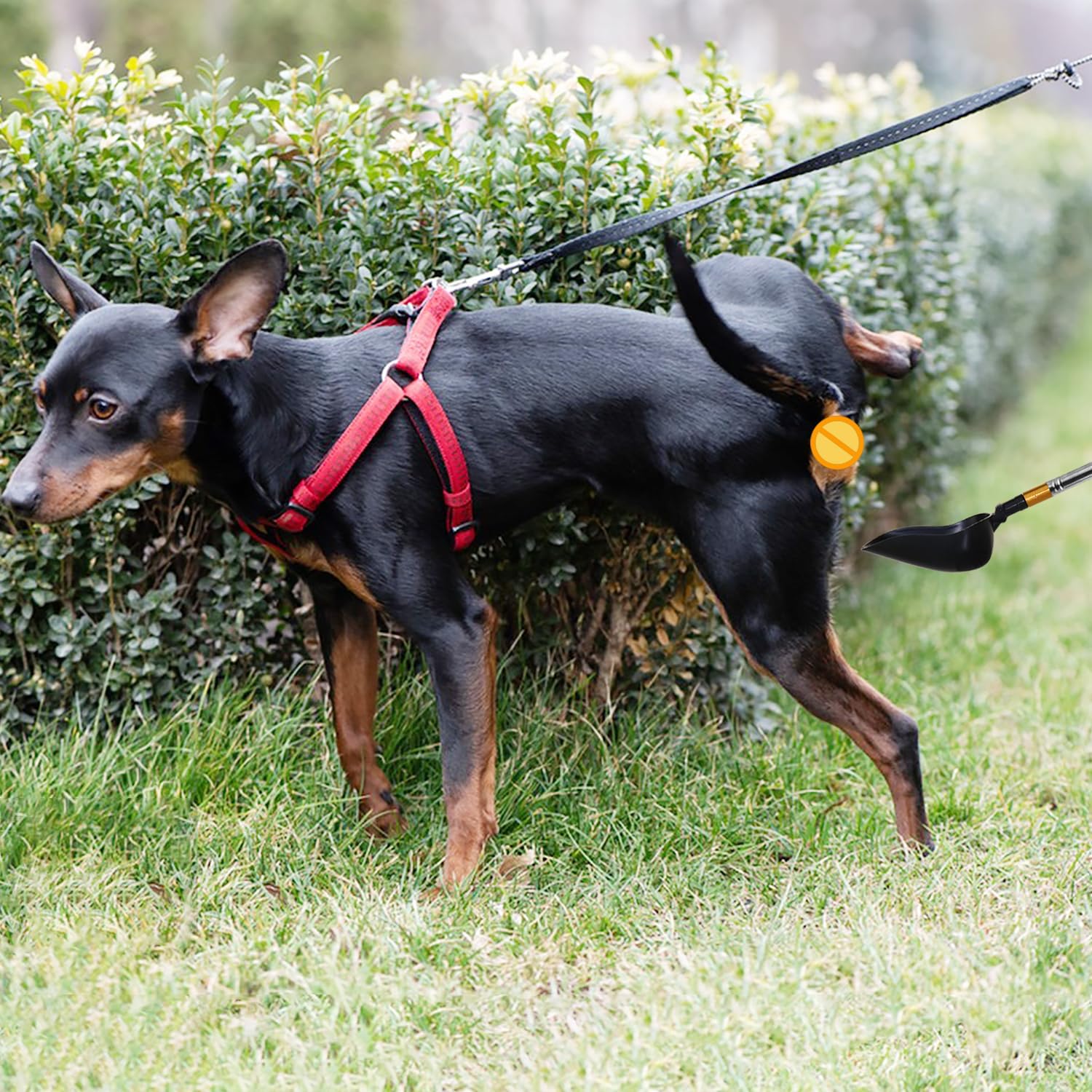 Dog Cat Urine Collector, Reusable Telescopic Urine Sample Catcher for UTI Test Kit, Dog Pee Stick for Veterinary Supplies Extends to 35"