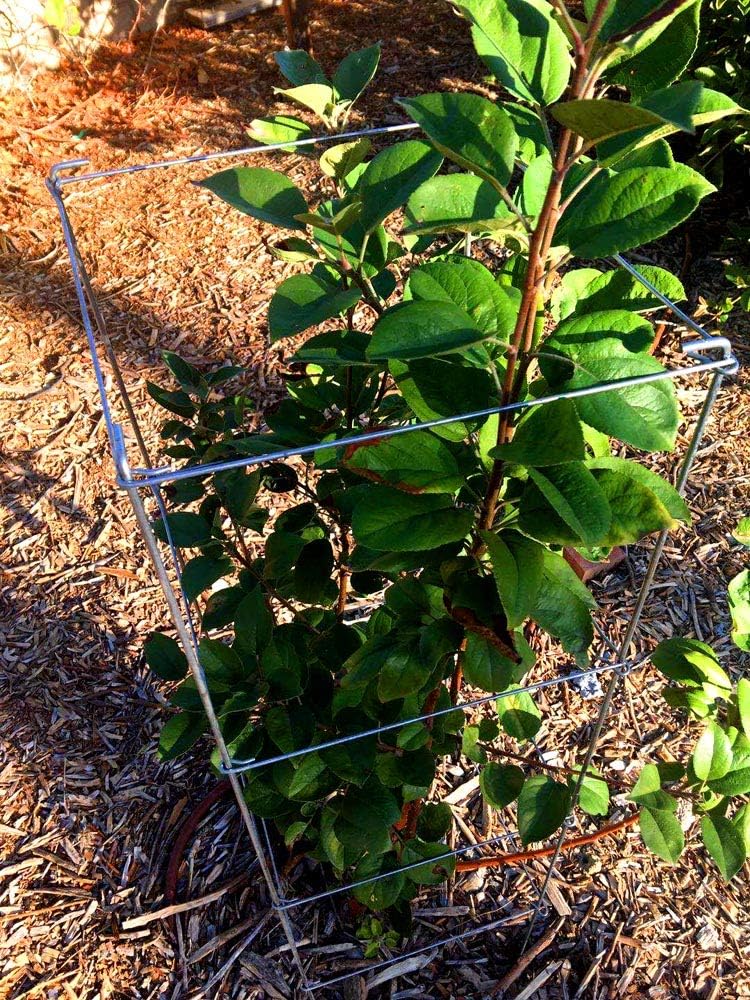 Green Square Folding Tomato Cage Plant Support Stake Tower 12 inch by 46 inch, Pack of 2 Sets