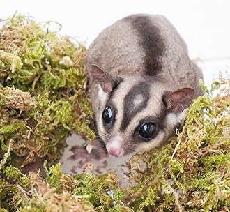 Sugar Glider Cage Accessories, Ideal Sugar Glider Supplies for Tank Habitat, 4oz Bedding