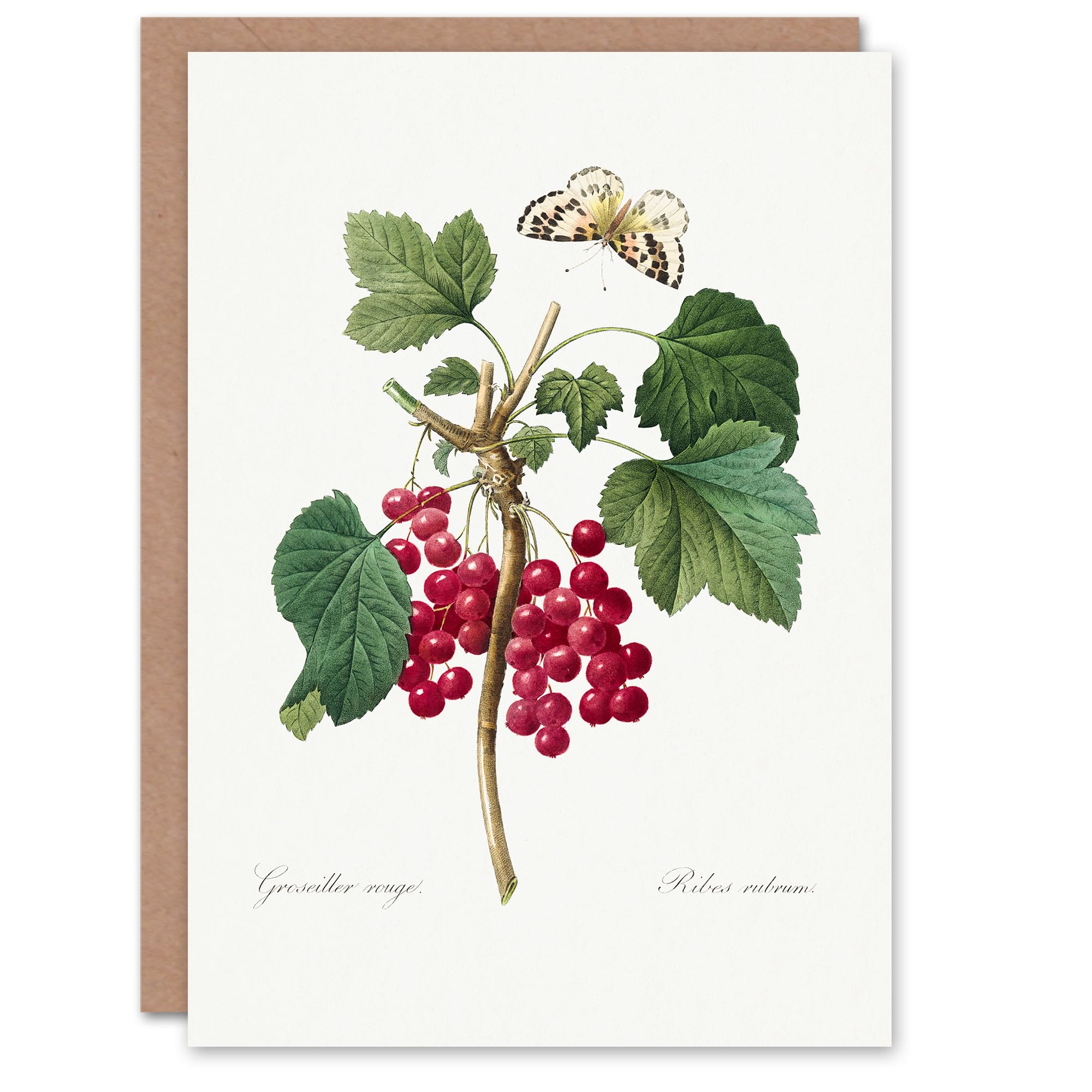 Artery8 Pierre-Joseph Redouté Art Card Redcurrant Berries and Butterfly