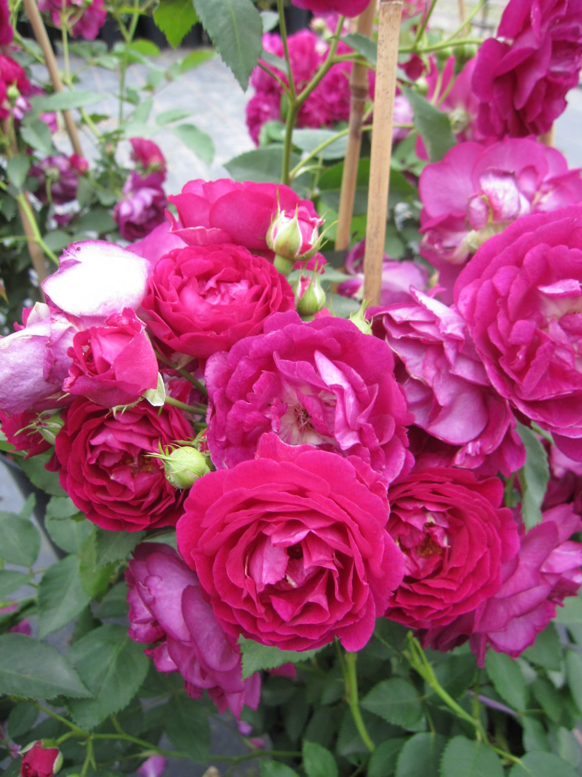 Rose Rosengarten Zweibrücken ® - Kletterrose - Warner Rose