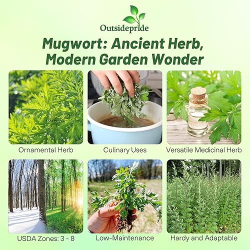Miniatura 2 de Outsidepride Mugwort - 5000 semillas