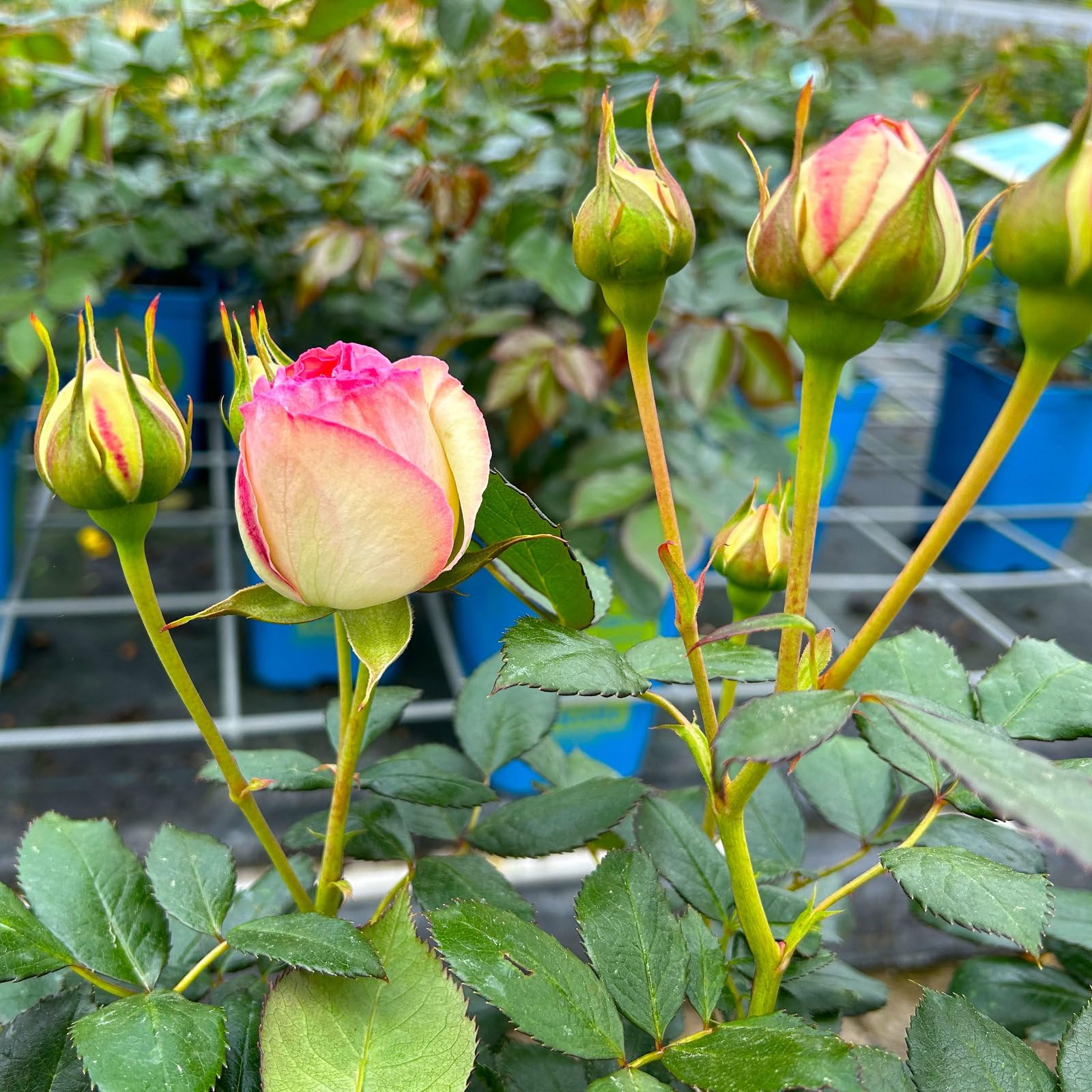Strauchrose „Eden Rose®“ - Hellrosa blühende Topfrose im 6 L Topf - frisch aus der Gärtnerei - Pflanzen-Kölle Gartenrose