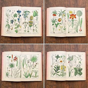 ハトの図版　アンティーク版画　マイヤー百科事典　ドイツ　リトグラフ　鳩　額付 Amazon.co.jp: [美しいリトグラフ]ドイツの古い植物図鑑