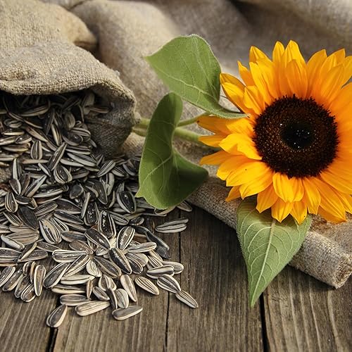 Miniatura 5 de Generic DAVIDs - Paquete variado de semillas de girasol, bolsas de 5.25 onzas, 9 unidades, sabores surtidos