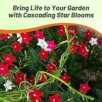 Vista 4 de Outsidepride Semillas mixtas de vid de ciprés - 100 piezas de semillas anuales de flores con néctar rico, flores en forma de estrella y hojas
