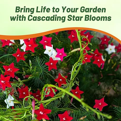 Miniatura 4 de Outsidepride Semillas de vid de ciprés mixtas, 100 piezas de semillas anuales de flores con néctar, flores en forma de estrella y hojas plumosas,