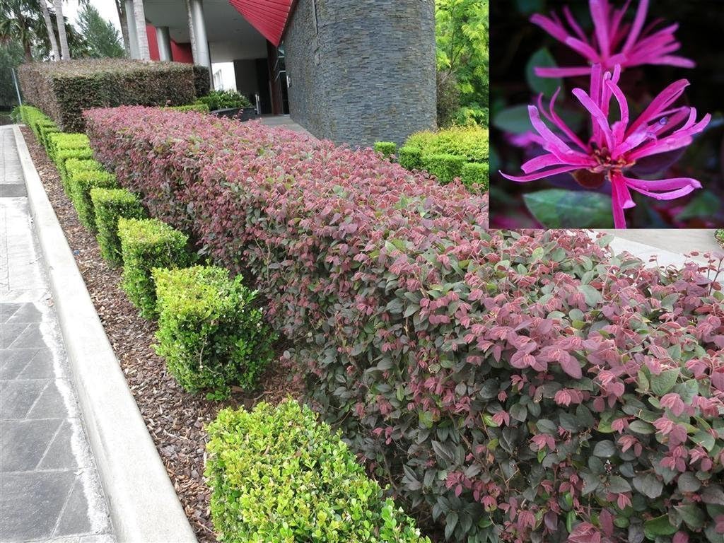 Plum Delight | 1 Large Trade Gallon Size Plant | Loropetalum Chinense | Evergreen Shrub, Purple Foliage, Year-Round Color, Ornamental Shrub, Low Maintenance, Drought Tolerant, Fast Growing