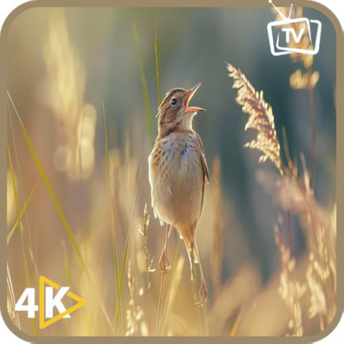 Healing Bird Melodies-Soothing Nature Sounds & Stress Relief