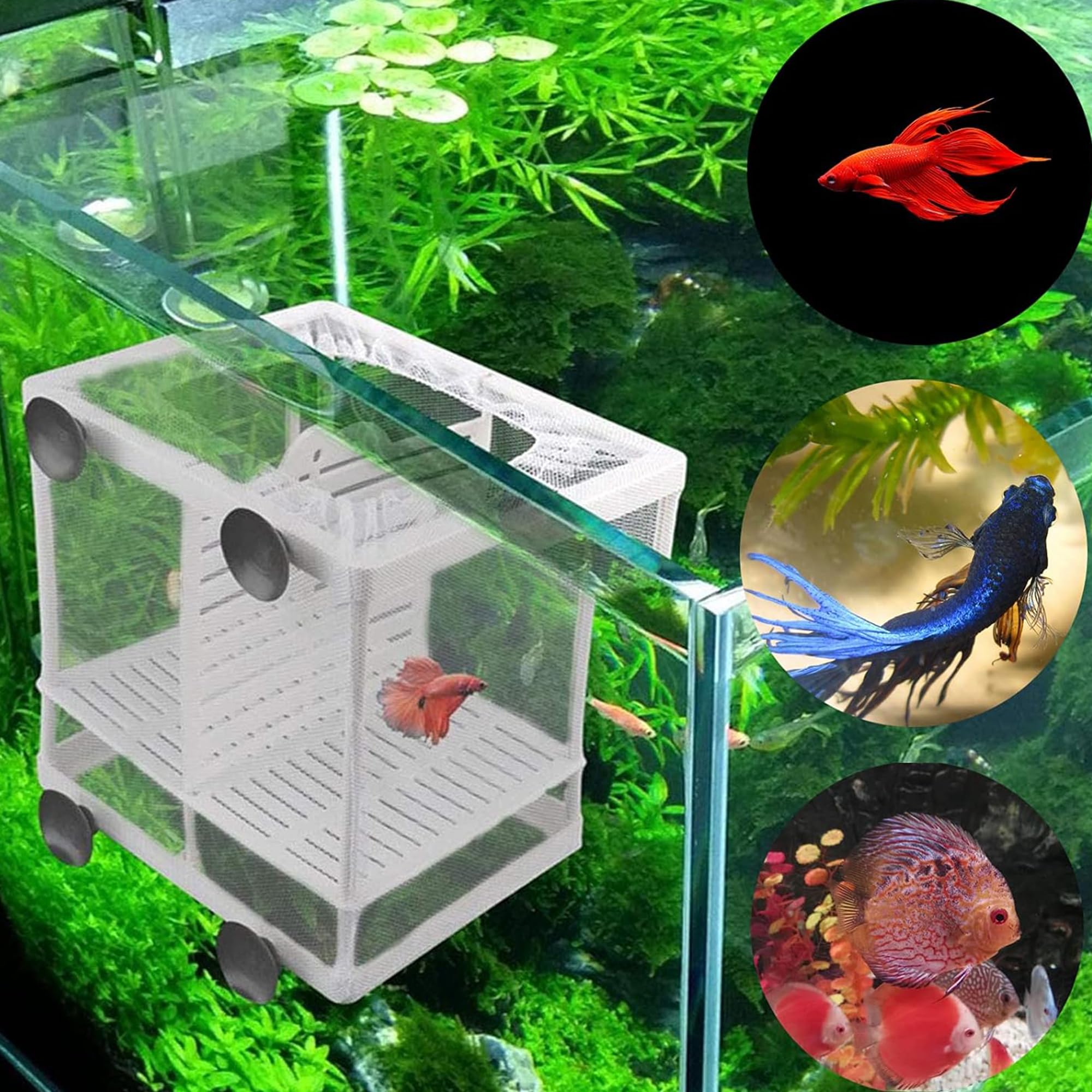 Scatola di Isolamento Allevatore di Pesci Scatola di Allevamento di Pesci Acquario Rete per Incubatoi Isolare Piantine e Sostenere l'incubazione e la Riproduzione con Ventose (26 * 15 * 15 cm)
