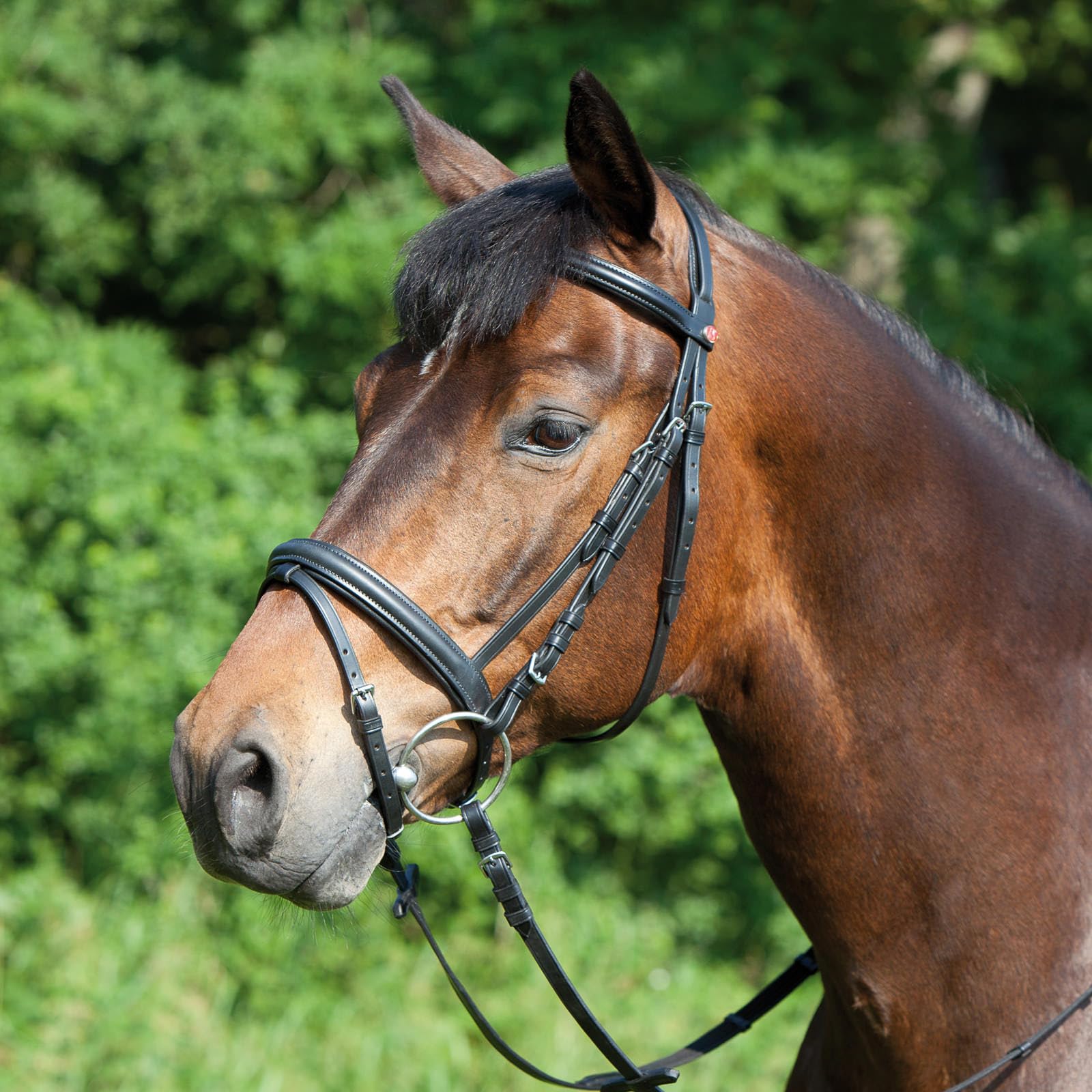 Kieffer Trensenzaum Ergonomic Line Trense Warmblut Extra ENGL. Reithalfter (schwarz)