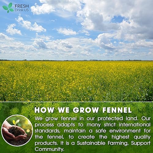 Miniatura 5 de 55 bolsas de té de hinojo premium, 100% natural y puro de semillas de hinojo. Té de hierbas de semillas de hinojo. Té de semillas de hinojo. Hecho