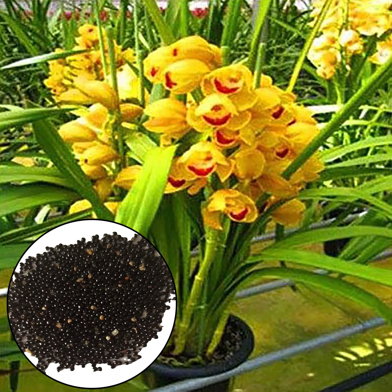 Buy 200 Cymbidium Orchid with Luxuriant Flowers, High Germination Rate