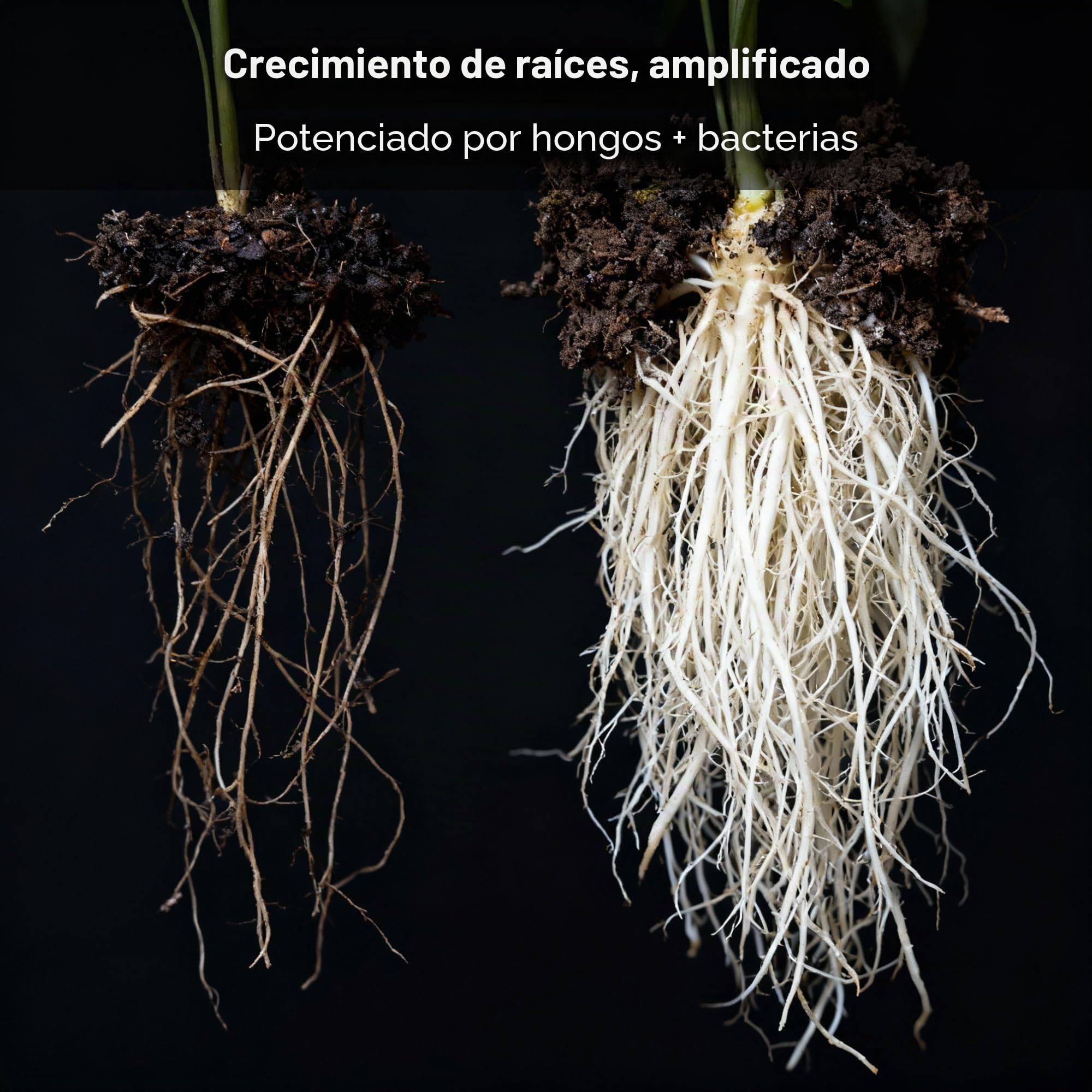 Real Growers Recarga (16oz)