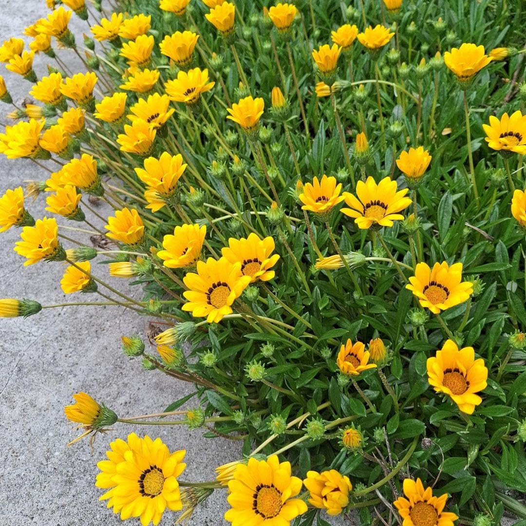 Amazon｜黄色の丸型花の植物 ガザニア 根付苗 3本 宿根草｜観葉植物