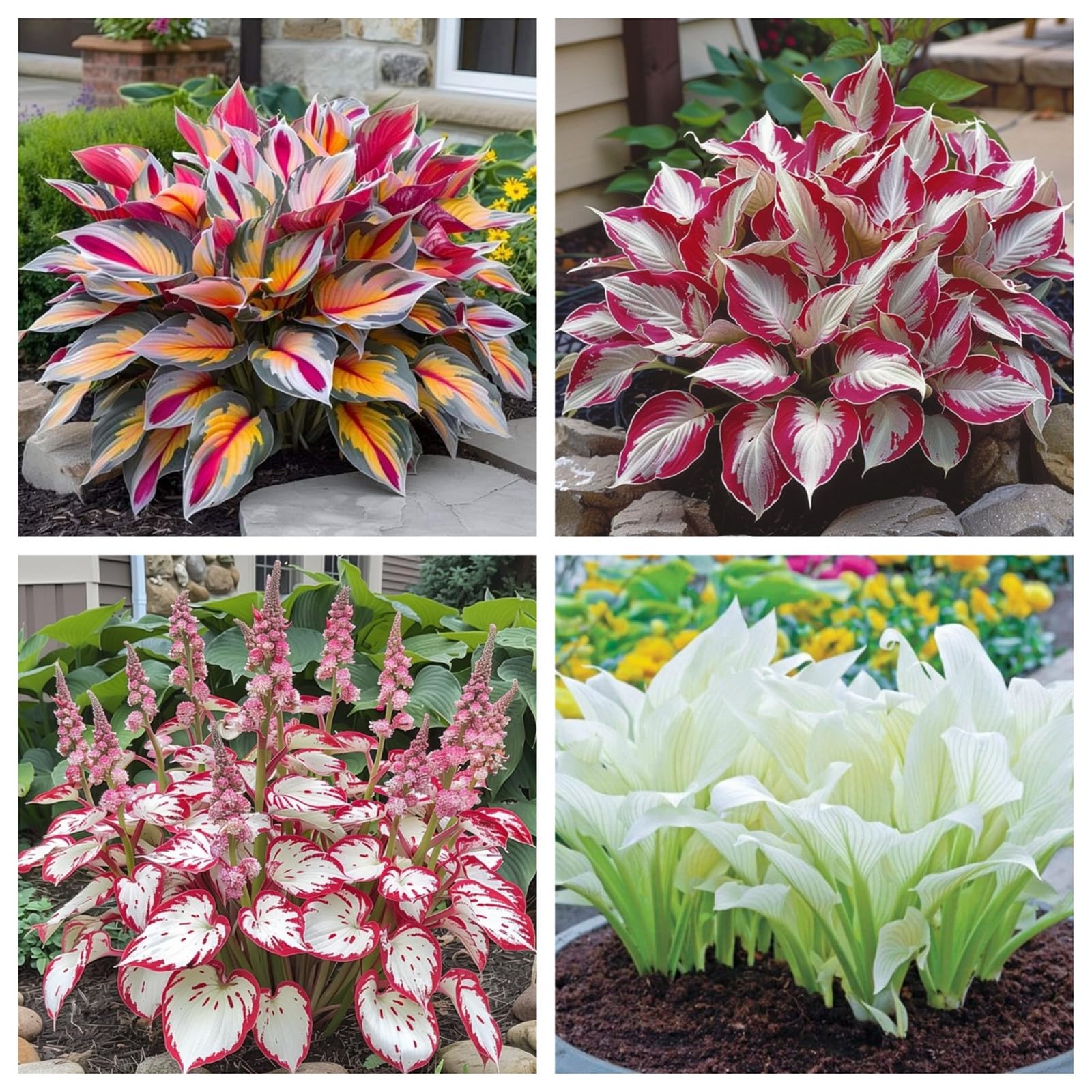 Perennial/Hosta Bulbs for Planting Now UK-Large/Brilliant Hosta Rhizome/Grow Well/Excellent Display/Potted-8bulbs-C