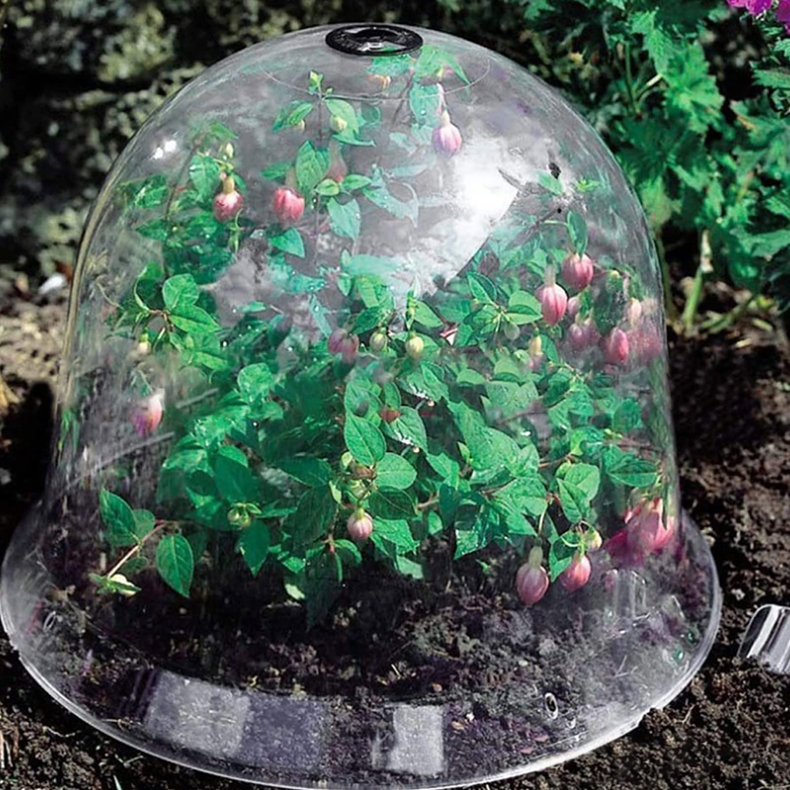 Lot de 6 cloches de protection pour mini serre de jardin avec piquets en métal et étiquettes pour plantes