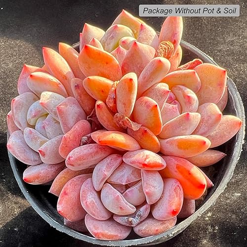 Miniatura 2 de Echeveria Snow Angel - Plantas suculentas vivas raras, 4 cabezas tamaño maceta de 3.5 pulgadas, planta viva rosa, excluye maceta y tierra,