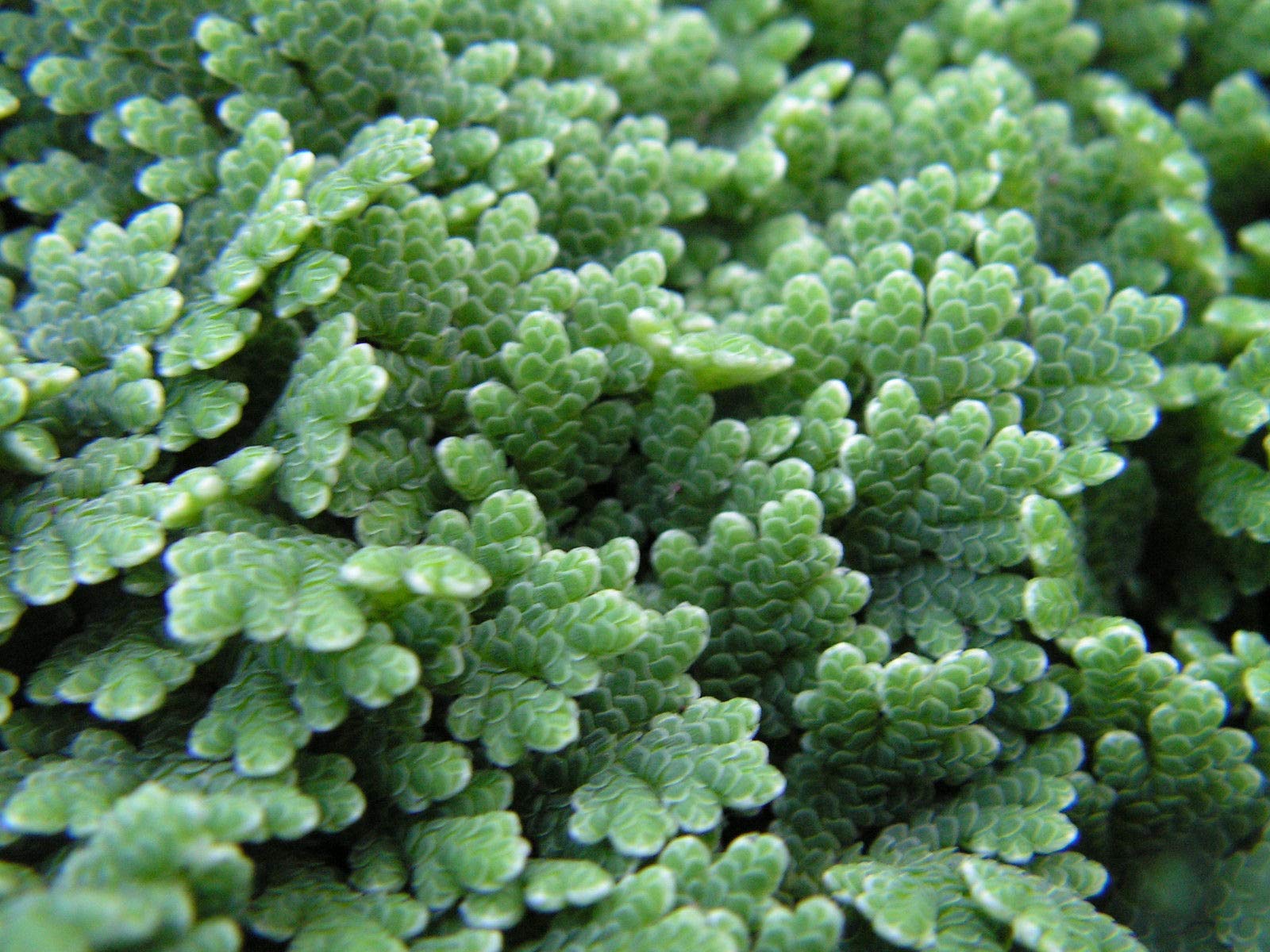 Azolla Caroliniana Mosquito Fern Azolla Caroliniana Hi Res Stock