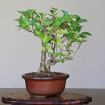 Amazon.co.jp: イボタ ミニ盆栽【泰寿園 Online】 : DIY・工具