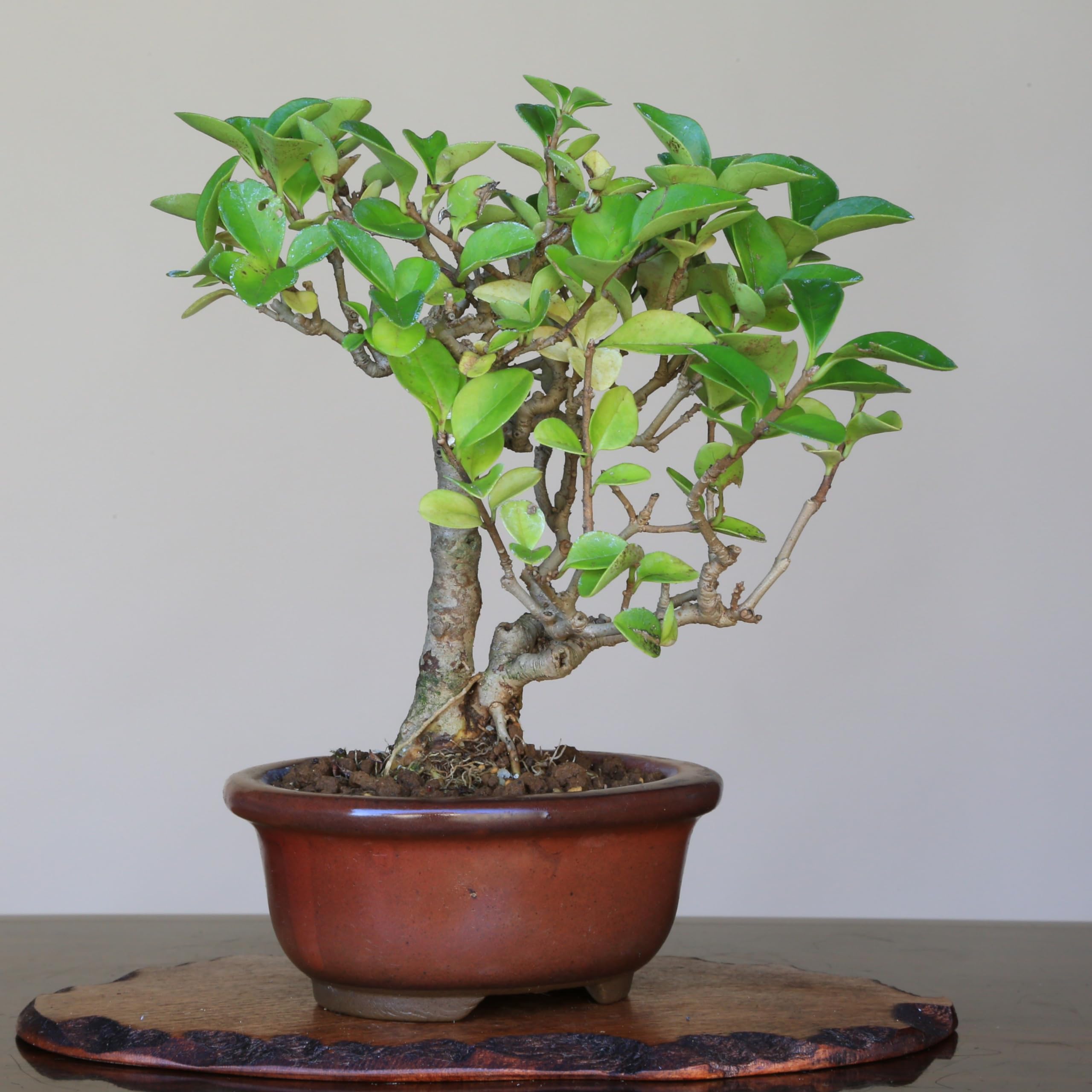 「秋人の庭」小品盆栽イボタ　半懸崖 秋人の庭」小品盆栽イボタ 半懸崖