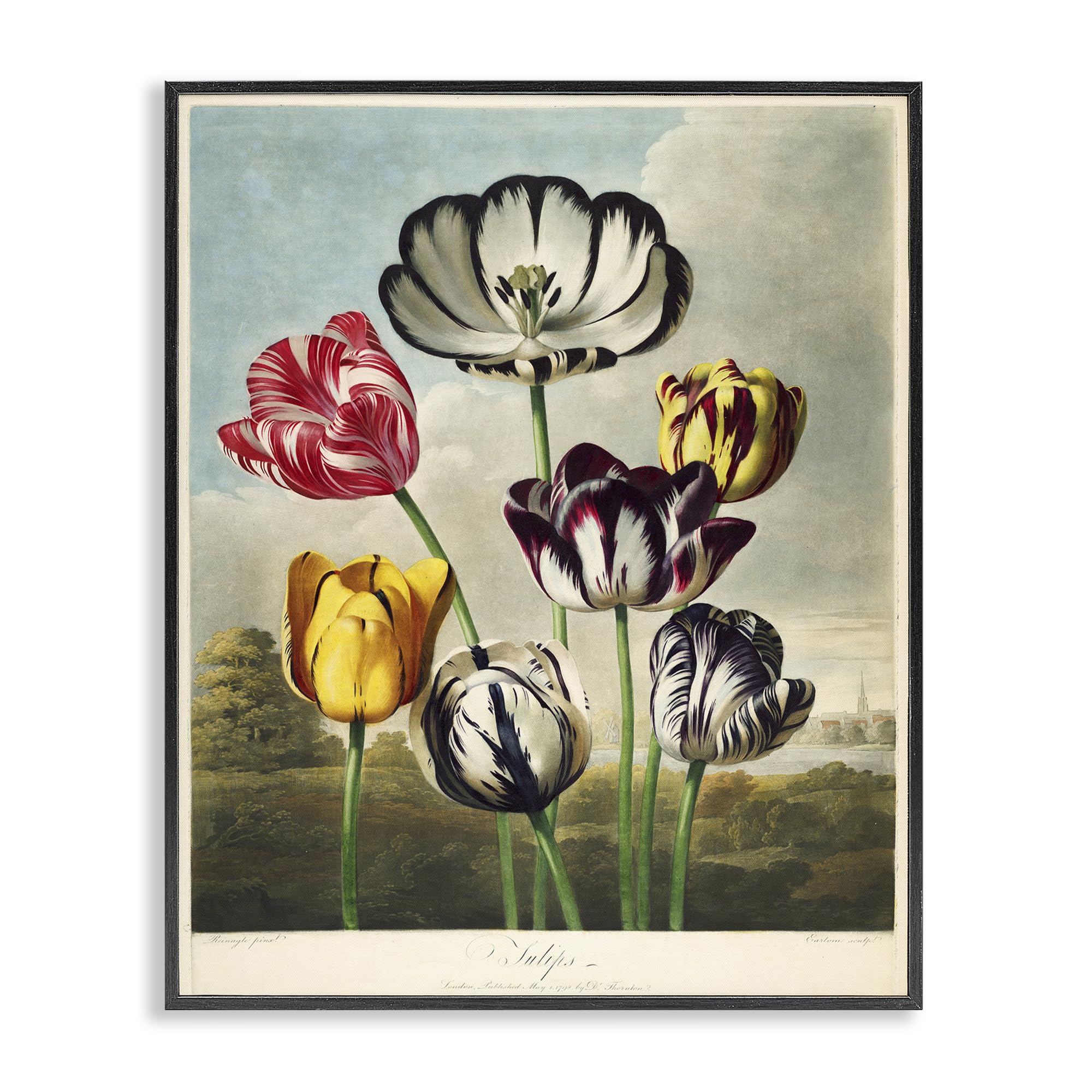 Stupell Industries Midnight Black (Textured) 'Tulips From The Temple'| Framed Giclee Art
