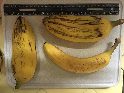 Miniatura 3 de Planta de plátano, plátano Orinoco, Musa accuminata' (grande 25" - 36")