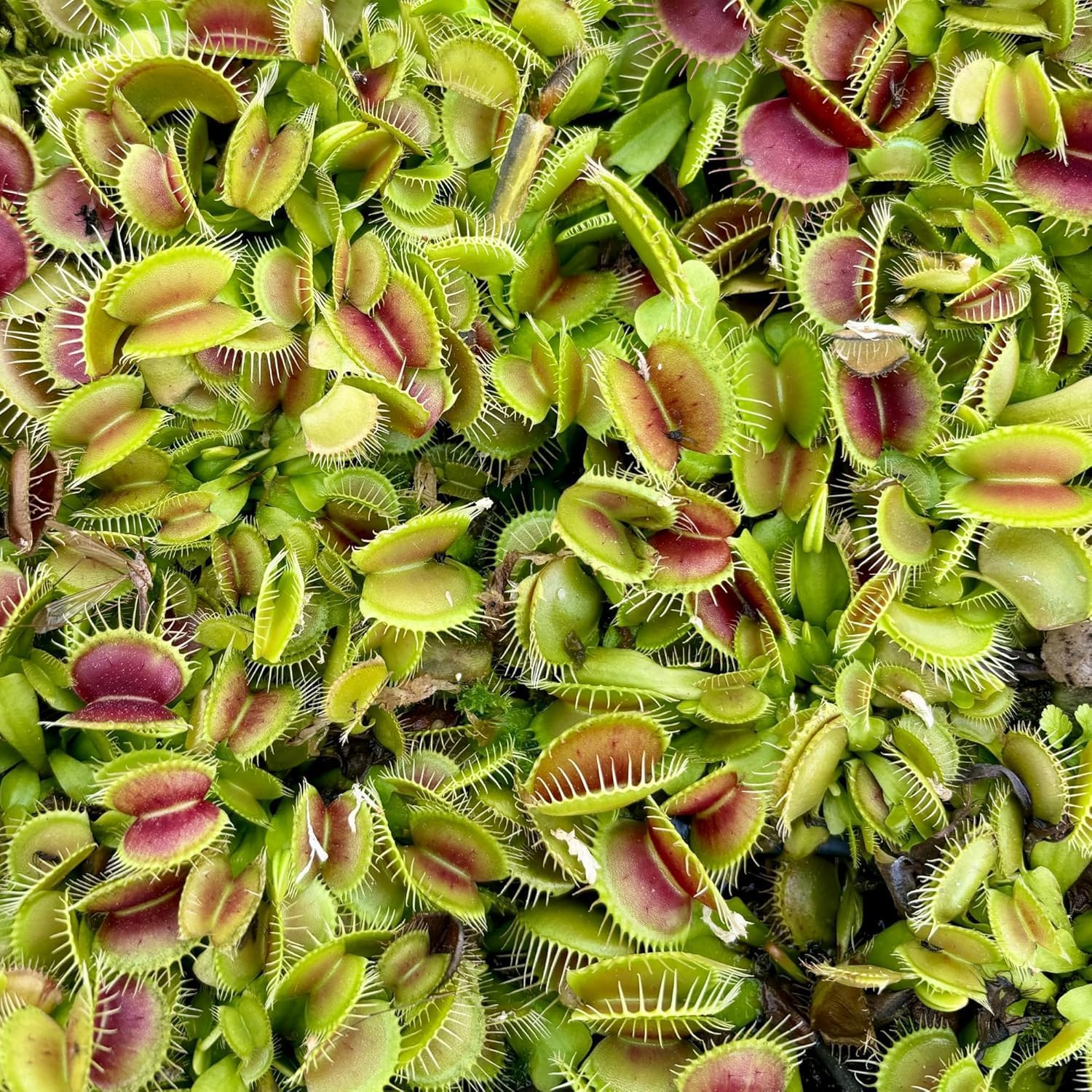 Venus Flytrap 4-Pack Assorted Live Plants – Carnivorous Plant Grab Bag with Mixed Varieties – Easy to Grow in Pots or Terrariums – Dionaea muscipula