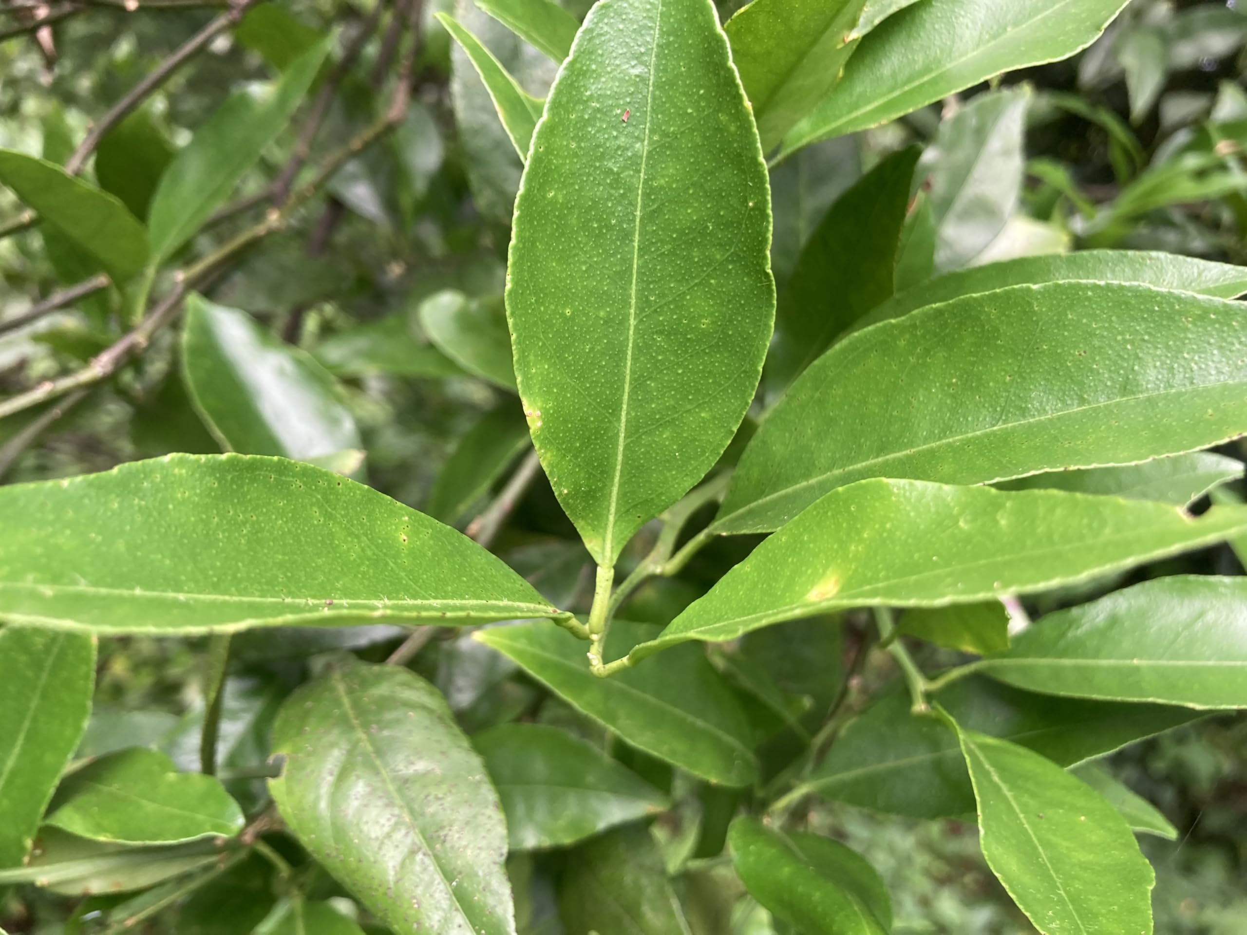 レモンの葉とみかんの葉　蝶々の餌　青虫の餌　無農薬 Amazon | 【屋久島産】アゲハ蝶 幼虫 餌 完全無農薬 みかんの