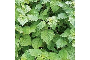 QAUZUY GARDEN 100 Patchouli Herb Seeds for Planting (Pogostemon Cablin) Creates a...