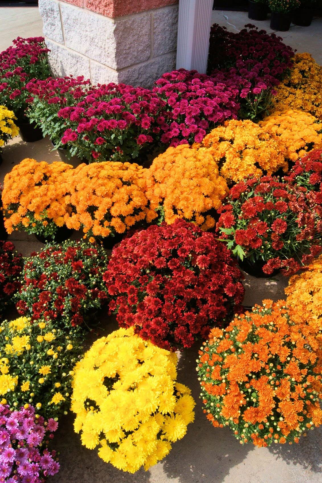 Golden Hills Farm® (AVG 200-1000) seeds Chrysanthemum Mix Home Garden Flower Seeds (B093QHQZNJ) Amazon Price History, Amazon Price Tracker