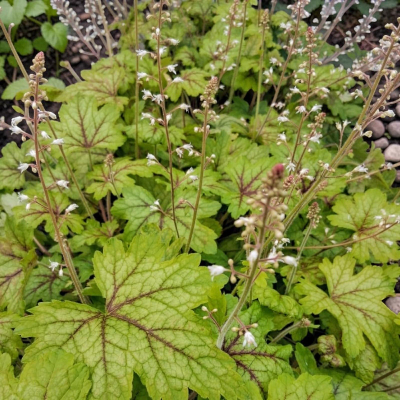 Carbeth Plants Heuchera Plant in 3L Pot - Hardy Evergreen Perennial with Colourful Foliage - Low Maintenance - Ideal for Borders, Containers & Shade Gardens (Alabama Sunrise)